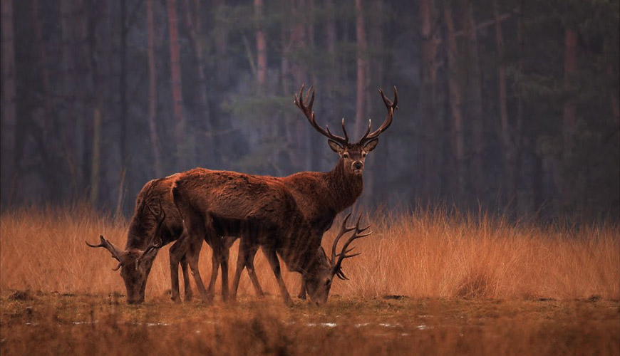 پارک ملی هوخه ویلوه ، با چشم اندازهای طبیعی زیبا در هلند