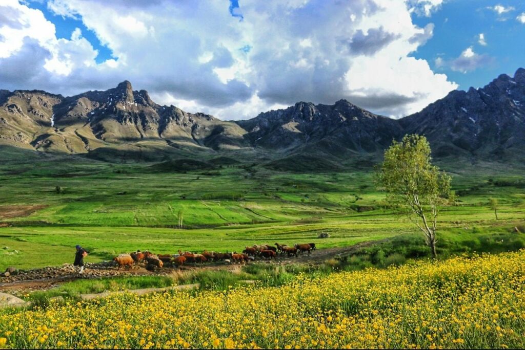 پوشش گیاهی