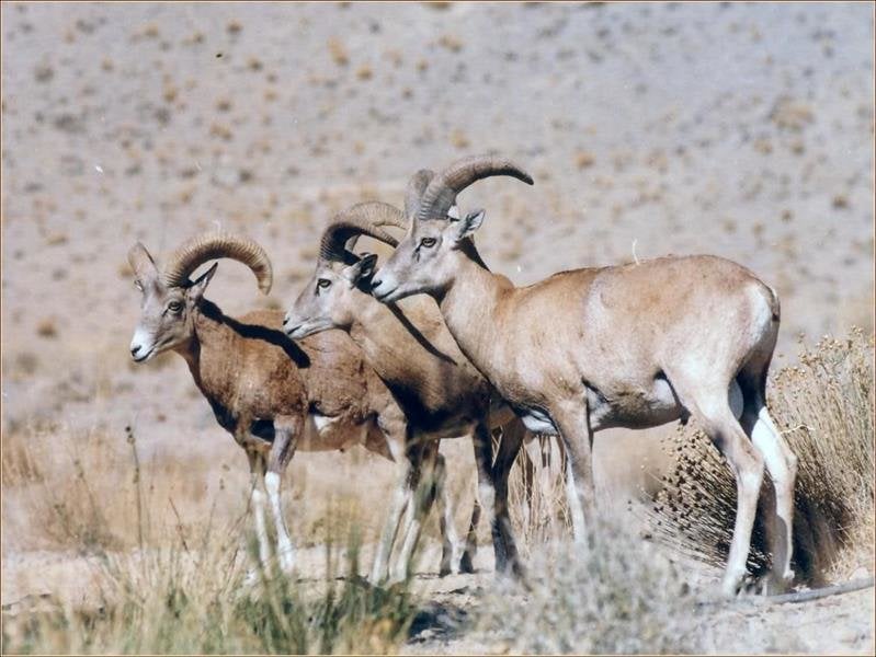 گونه های شاخص جانوری
